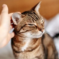 お留守番やケンカのあと…猫に『ごめんなさい』するには？上手に伝える6つの方法