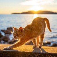 猫は『夜行性』ではない！猫の『活動時間』に関する豆知識3選　生活リズムをあわせることはできる？