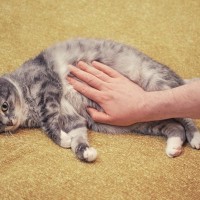 猫のお腹が『ぐるぐる鳴る』理由4選　普通の生理現象から病気の場合まで