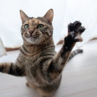 猫が急に『ドタバタ暴れはじめる』5つの理由　病気のサインの場合も？