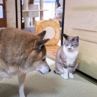 柴犬が『いなくなった猫』を探しに探した結果…『爆笑のオチ』が146万再生「タイミング完璧ｗｗ」「思わず顔が綻んだ」の声