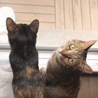 『起きてほしい猫vsまだ寝ていたい猫』…のんびりとした朝の光景に心癒される人続出「なんてほっこりな朝なの」「寝坊も仕方ない」