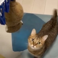 猫が『大切にしているぬいぐるみ』を洗濯した結果…「愛を感じる」「大事な相棒だね」と尊すぎる光景が40万3000再生の大反響