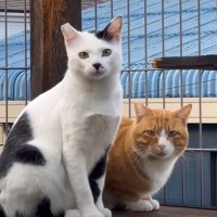 『過去最強の暴れん坊猫』と『控えめな性格の猫』が出会った結果…現在の様子に感動する人続出「胸が熱くなって涙」「本当に嬉しい」