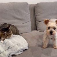 猫たちが『突如やってきた犬』に見せた反応とは…微笑ましすぎる光景が21万3000再生「可愛いが渋滞」「本当に笑ってしまった」