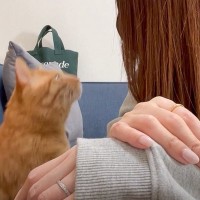 元野良猫がママに『かまってアピール』をした結果…『独特なおねだり』が可愛すぎると16万再生「ポフポフ可愛いｗ」「癒やされたｗ」