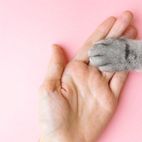 猫が見せる多彩な『手の仕草』4選とそれぞれの意味　器用に手を使ってあらわしているキモチとは？