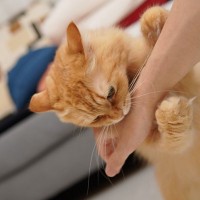 愛猫が『不安』を感じている4つのサイン　こんな姿が見られたらどう対処すべき？