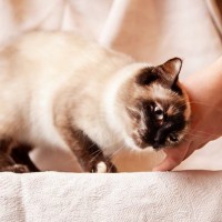 愛猫がゴンッと『頭突きをしてくる』意味は？不思議な仕草に秘められた、親愛の気持ち♡