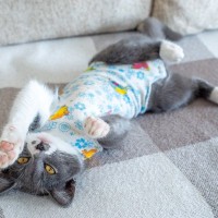 猫は『洋服』を着るのがストレスになる？必要になる場合と、着せる際の注意点