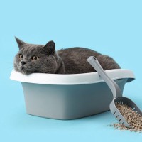 なぜ『猫トイレのまわりが砂だらけ』になるの？3つの理由と回避する方法