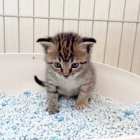 子猫の『トイレデビューの瞬間』をおさめてみた結果…真剣な姿がかわいすぎると338万再生「見入ってしまった」「思わず応援ｗ」