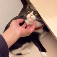 『ナデナデされるのが好きな猫』撫でているのが『パパ』だと知って…まさかの『手の平返し』が66万再生「長男との差がｗ」「気づいた時の顔ｗ」