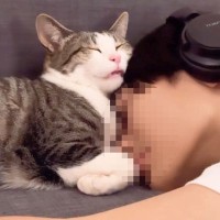 猫が『イケメンの息子と添い寝した結果…』悶絶級の尊すぎる光景が358万再生の大反響「どちらもうつくしい」「二人の関係性が癒し…」