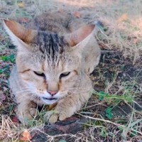 毎日猛暑の中で過ごしていた『痛々しい姿の猫』が救世主との出会いで…想像以上の変化に反響続々「願いが最高の形で叶った」「幸せな気持ちに」