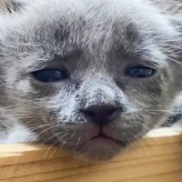 ブサカワだった猫『どんな感じで成長するのかな』と思ったら…まさかの大変身が衝撃的すぎると66万再生「ヨーダｗｗ」「ほんと変わった」