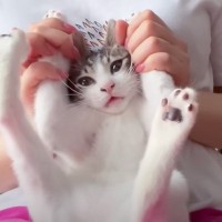 『ママが大好きな甘えん坊の子猫』からママが離れた結果…まさかの『可愛すぎる行動』に悶絶の声「赤ちゃんだ」「かわちぃ」