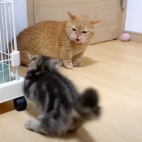 猫2匹の『初対面から仲良し兄弟になるまで』をまとめてみたら…成長した姿が感動的すぎると63万再生「涙がでた」「素敵なお兄さんだね」