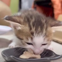 赤ちゃん猫にはじめての離乳食をあげたら…『何度も奪いにくるママ』に爆笑する人続出「面白すぎてｗ」「ブルドーザーｗｗ」