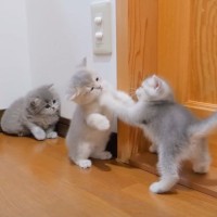 負けず嫌いな子猫たちがじゃれ合っていたら…『まさかの熱戦』が勃発する姿に悶絶する人続出「無邪気な天使たち」「とても愛らしい」