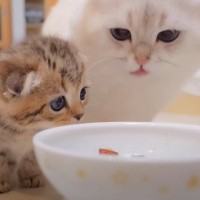 子猫がパパの食べ物を盗もうとした次の瞬間…『まさかの登場』が面白すぎると19万4000再生「お皿から離れずにｗ」「可愛いい」