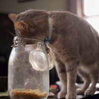 猫に『かつお節』をあげたい！安全に与えるために守るべき2つのこと