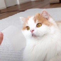 猫は頭にテープを貼ると大人しくなる…？『凶暴猫で検証』した結果に爆笑の声続出「貼り方ｗ」「90ダメージで草」と19万4000再生