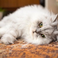 猫にはNGな『選ばないほうがいい床』の特徴4選とその理由　起こり得るトラブルとは？