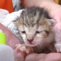 『袋に入れて捨てられていた子猫』を引き取って3年後…素敵すぎる成長に感動の声「本当に大きくなった」「幸せにしてくれてありがとう」