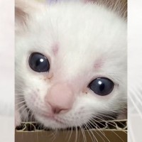 赤ちゃん猫の『成長過程』をまとめた結果…変化の様子が尊すぎると2万5000再生を突破「命の尊さを感じる」「ただただカワイイ」の声