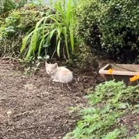 公園の花壇で『泥まみれで鳴き続ける子猫』を緊急保護…11ヶ月後の『見違える姿』に感動！「美男子に成長しましたね」「これからも元気で」の声