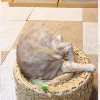 『ツボに魅了されてしまった猫』の一週間をまとめてみたら…想像以上すぎるはしゃぎ方が781万再生「最高に可愛くて爆笑」「元気出た」