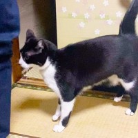 猫と一緒に『足踏み』したら…『予想外の部分』も荒ぶった結果、380万再生の大反響「世界一キュンな足踏み」「何回も見ちゃうｗ」