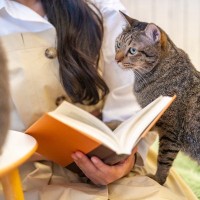 猫が『飼い主さんをわざと踏む』のはなぜ？考えられる猫の心理4つ　悪気があるわけじゃない！