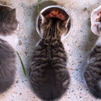 猫が『食べながらしゃべる』4つの理由　やっぱり「おいしい♪」って言っているの？