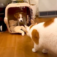 猫は『生後2ヶ月の子犬』が突然やってきたら…可愛すぎる結末が35万2000再生「生き別れの弟ｗ」「愛おしいｗｗ」と爆笑の声