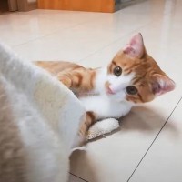 『溺愛している靴下』の洗濯をどうしても阻止したい猫…『諦めない執念』が凄すぎると爆笑する人続出「愛が半端ないｗ」「小学生男子ｗ」