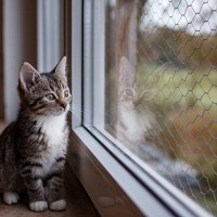 愛猫が『外に出たがる』ときの3つの対処法　心をオニにしてでも外に出さないほうがいい理由も