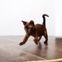 テンションMAX！愛猫の『興奮スイッチ』が入る理由５選　気をつけるべき注意点も