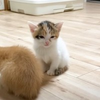 まだ遊びたい子猫が『睡魔』に襲われた結果…可愛すぎる光景が26万3000再生「耐えてるのかわいいい」「負けそうで笑った」の声