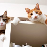 愛猫と妙に『よく目が合う』のはなぜ？4つの理由と、猫が望んでいる飼い主さんのリアクション