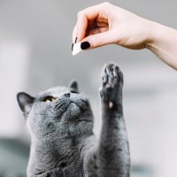 猫の『間違ったおやつの与え方』3つの悪い例と、起こり得るトラブル