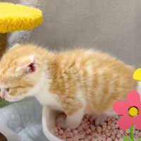 『なんかいつもと違う声がすると思ったら…』子猫の初めての瞬間が可愛すぎると32万再生「たっぷりできて偉い」「成長したね」の声