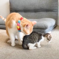 先輩猫は保護された子猫がはじめて近づいてきたら…『まさかの光景』が感動的すぎると20万8000再生「驚かされた」「ジーンときた」