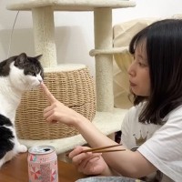 猫が『酔っ払いのママ』に捕まった結果…表情が面白すぎると12万2000再生「今夜の犠牲者ｗ」「表情がたまらないｗ」と爆笑の声