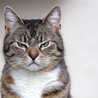 猫に『飼い主ウザっ…』と思わせてしまうダメ行為4選　しつこい、うるさい…猫が嫌がるのも納得？