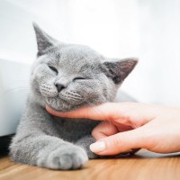 猫を『欲求不満』にしないための予防対策3選　欲求のタイプ別にやるべきことを解説