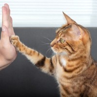 猫がよくやる『ジェスチャー』5選　動きで伝えている愛猫のキモチとは？