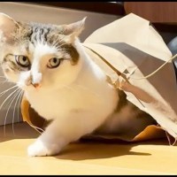 『掃除機が苦手な猫』怖がって飼い主に甘えたら…あまりにも尊すぎる光景が9万5000再生「掃除機怖いよねぇ」「堪らんカワイさ」の声