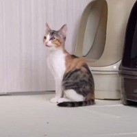 子猫が生まれて初めての『ひとり』を体験した結果…まさかの光景に涙が止まらないと17万3000再生「優しい兄」「家族愛に感動」